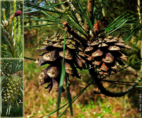 sosna pospolita, Pinus sylvestris, szyszka